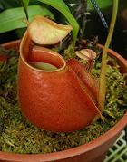 Nepenthes bicalcarata 'red' 3